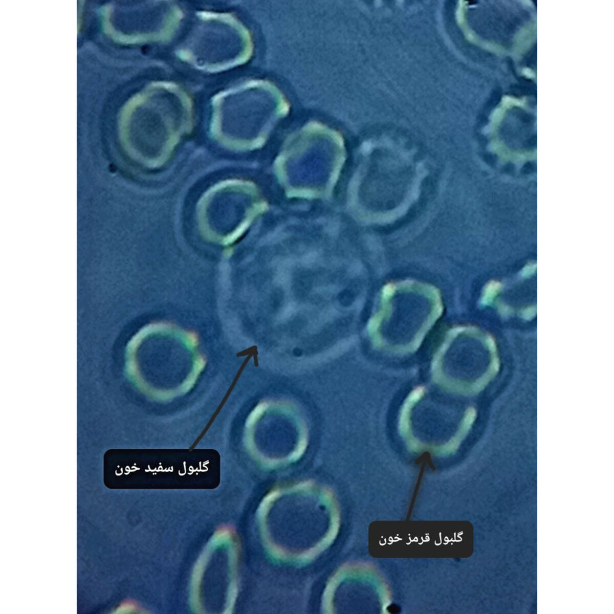 میکروسکوپ مدل دوچشمی 1000x New 2025 به همراه کیف حمل