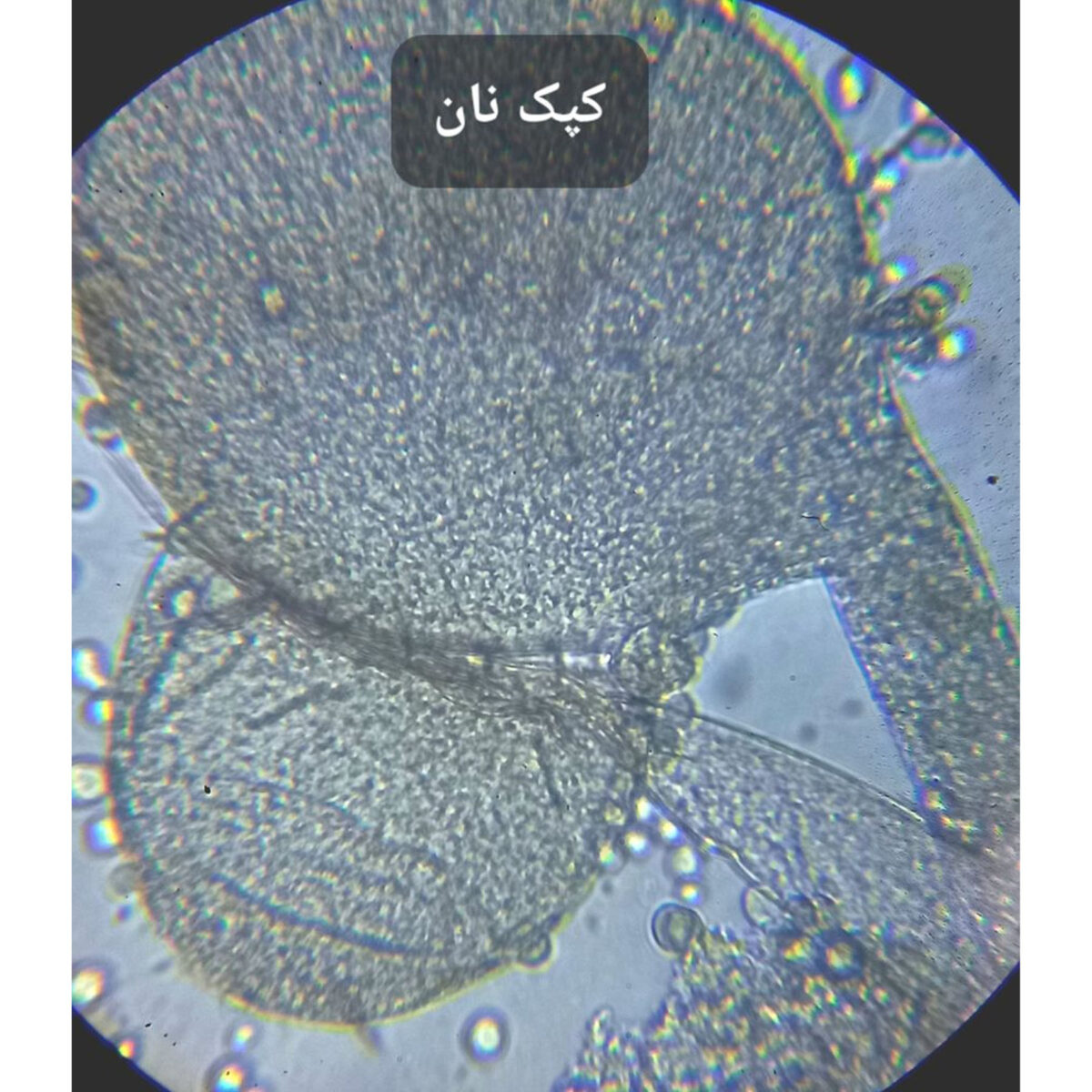 میکروسکوپ مدیک مدل زیستی کد 1280x NEW 2024