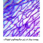 میکروسکوپ مدل Levenhuk New